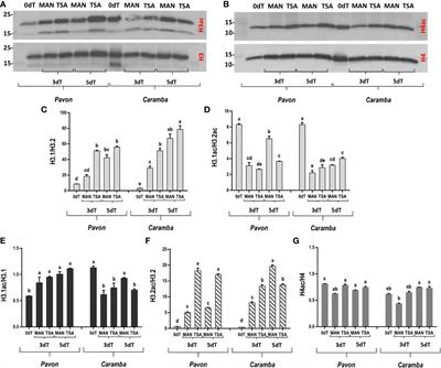 Microspore embryogenesis induction by mannitol and TSA results in a complex regulation of epigenetic dynamics and gene expression in bread wheat